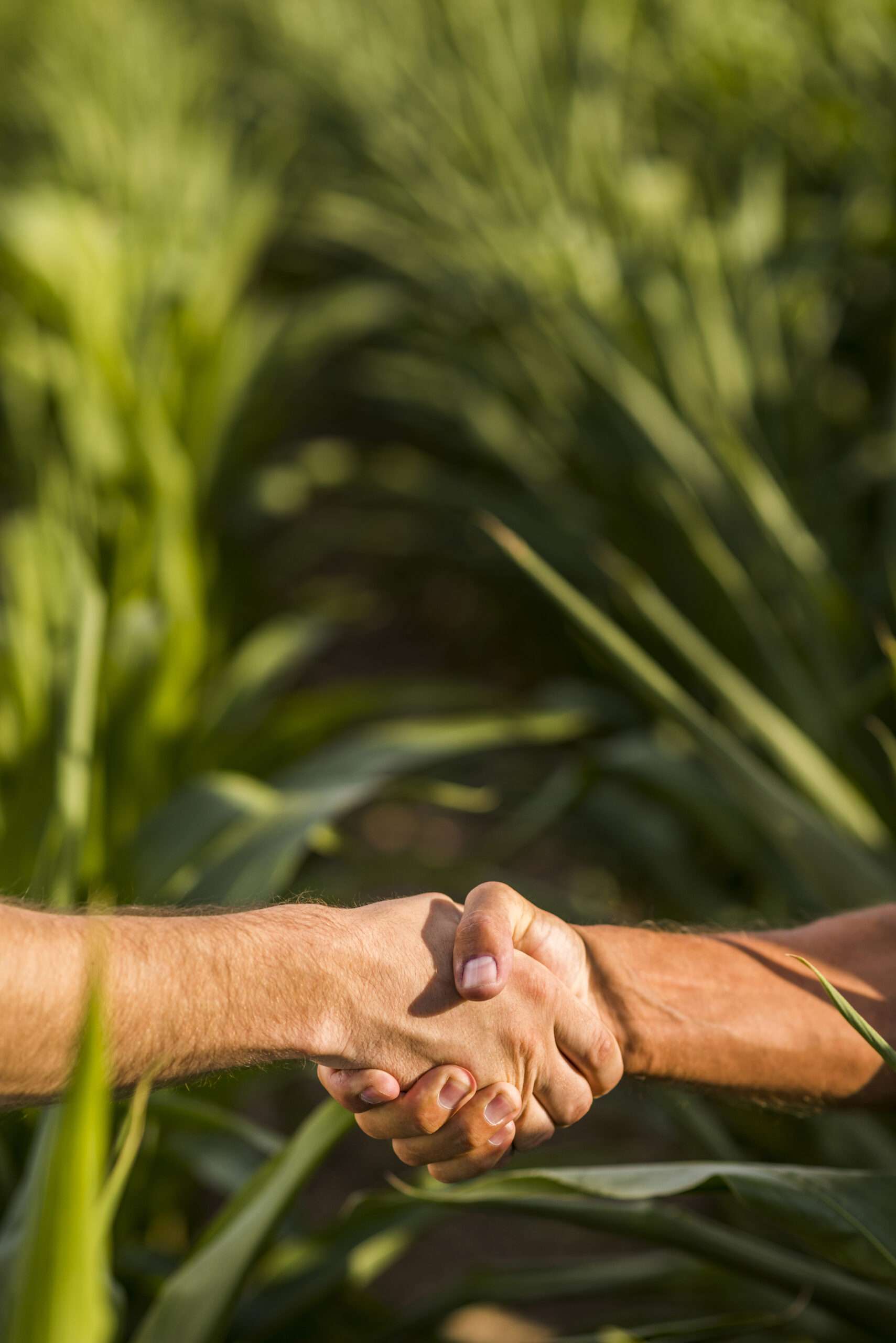 close-up-man-handshake-sunny-day