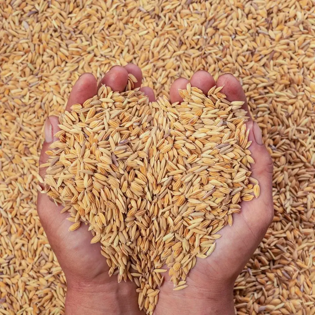 Paddy Hands Men With Pakistan Rice (1)